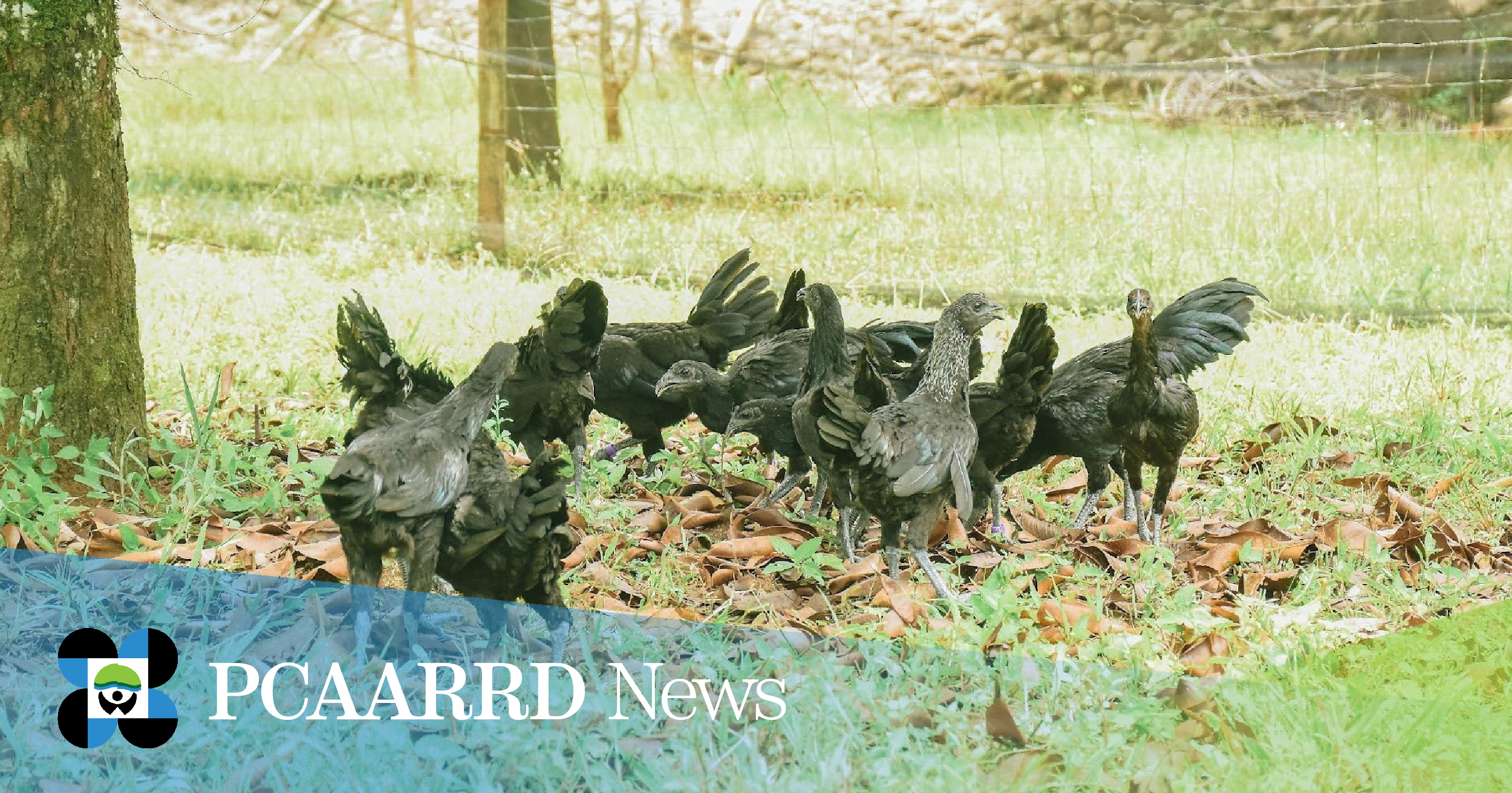 CSU’s black native chicken offers market potential